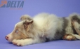 Border Collie Lila Mirlo Tricolor Macho #1079M27851.jpg