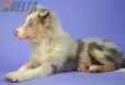 Border Collie Lila Mirlo Tricolor Macho #1079M27852.jpg