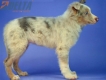 Border Collie Lila Mirlo Tricolor Macho #1079M27854.jpg