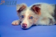 Border Collie Lila Mirlo Tricolor Macho #1079M27855.jpg