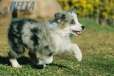 Border Collie Azul Mirlo Tricolor Hembra #1082H37856.jpg
