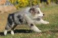 Border Collie Azul Mirlo Tricolor Hembra #1082H37857.jpg