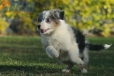 Border Collie Azul Mirlo Tricolor Hembra #1082H37858.jpg