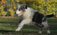 Border Collie Azul Mirlo Tricolor Hembra #1082H37859.jpg