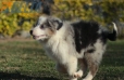 Border Collie Azul Mirlo Tricolor Hembra #1082H37860.jpg