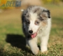 Border Collie Azul Mirlo Tricolor Hembra #1082H37861.jpg