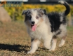 Border Collie Azul Mirlo Tricolor Hembra #1082H37862.jpg