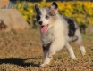 Border Collie Azul Mirlo Tricolor Hembra #1082H37863.jpg