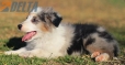 Border Collie Azul Mirlo Tricolor Hembra #1082H37865.jpg