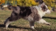 Border Collie Violeta Mirlo Bicolor Macho #1082M17866.jpg