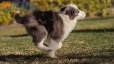 Border Collie Violeta Mirlo Bicolor Macho #1082M17867.jpg