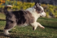Border Collie Violeta Mirlo Bicolor Macho #1082M17868.jpg