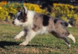 Border Collie Violeta Mirlo Bicolor Macho #1082M17869.jpg