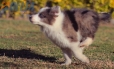 Border Collie Violeta Mirlo Bicolor Macho #1082M17870.jpg