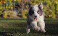 Border Collie Violeta Mirlo Bicolor Macho #1082M17871.jpg