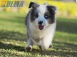 Border Collie Violeta Mirlo Bicolor Macho #1082M17872.jpg