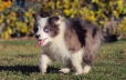 Border Collie Violeta Mirlo Bicolor Macho #1082M17873.jpg