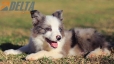 Border Collie Violeta Mirlo Bicolor Macho #1082M17874.jpg