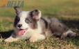 Border Collie Violeta Mirlo Bicolor Macho #1082M17875.jpg