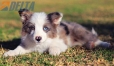 Border Collie Violeta Mirlo Bicolor Macho #1082M17876.jpg