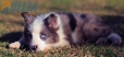 Border Collie Violeta Mirlo Bicolor Macho #1082M17877.jpg