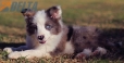 Border Collie Violeta Mirlo Bicolor Macho #1082M17878.jpg