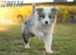 Border Collie Azul Mirlo Bicolor Macho #1082M47880.jpg