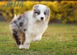 Border Collie Azul Mirlo Bicolor Macho #1082M47881.jpg