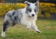 Border Collie Azul Mirlo Bicolor Macho #1082M47882.jpg