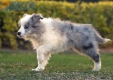 Border Collie Azul Mirlo Bicolor Macho #1082M47883.jpg