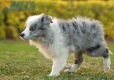 Border Collie Azul Mirlo Bicolor Macho #1082M47884.jpg