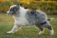 Border Collie Azul Mirlo Bicolor Macho #1082M47885.jpg