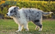 Border Collie Azul Mirlo Bicolor Macho #1082M47886.jpg