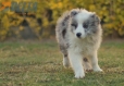 Border Collie Azul Mirlo Bicolor Macho #1082M47887.jpg