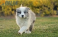 Border Collie Azul Mirlo Bicolor Macho #1082M47888.jpg