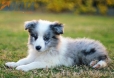 Border Collie Azul Mirlo Bicolor Macho #1082M47890.jpg
