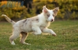 Border Collie Rojo Mirlo Bicolor Hembra #1083H67891.jpg