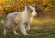 Border Collie Rojo Mirlo Bicolor Hembra #1083H67892.jpg