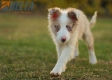 Border Collie Rojo Mirlo Bicolor Hembra #1083H67893.jpg