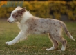 Border Collie Rojo Mirlo Bicolor Hembra #1083H67894.jpg