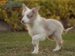 Border Collie Rojo Mirlo Bicolor Hembra #1083H67895.jpg