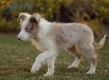 Border Collie Rojo Mirlo Bicolor Hembra #1083H67896.jpg