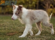 Border Collie Rojo Mirlo Bicolor Hembra #1083H67897.jpg