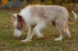 Border Collie Rojo Mirlo Bicolor Hembra #1083H67898.jpg