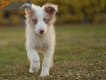 Border Collie Rojo Mirlo Bicolor Hembra #1083H67899.jpg