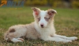 Border Collie Rojo Mirlo Bicolor Hembra #1083H67900.jpg