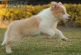 Border Collie Dorado Bicolor Macho #1085M17902.jpg
