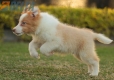 Border Collie Dorado Bicolor Macho #1085M17903.jpg