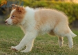 Border Collie Dorado Bicolor Macho #1085M17904.jpg