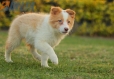 Border Collie Dorado Bicolor Macho #1085M17905.jpg